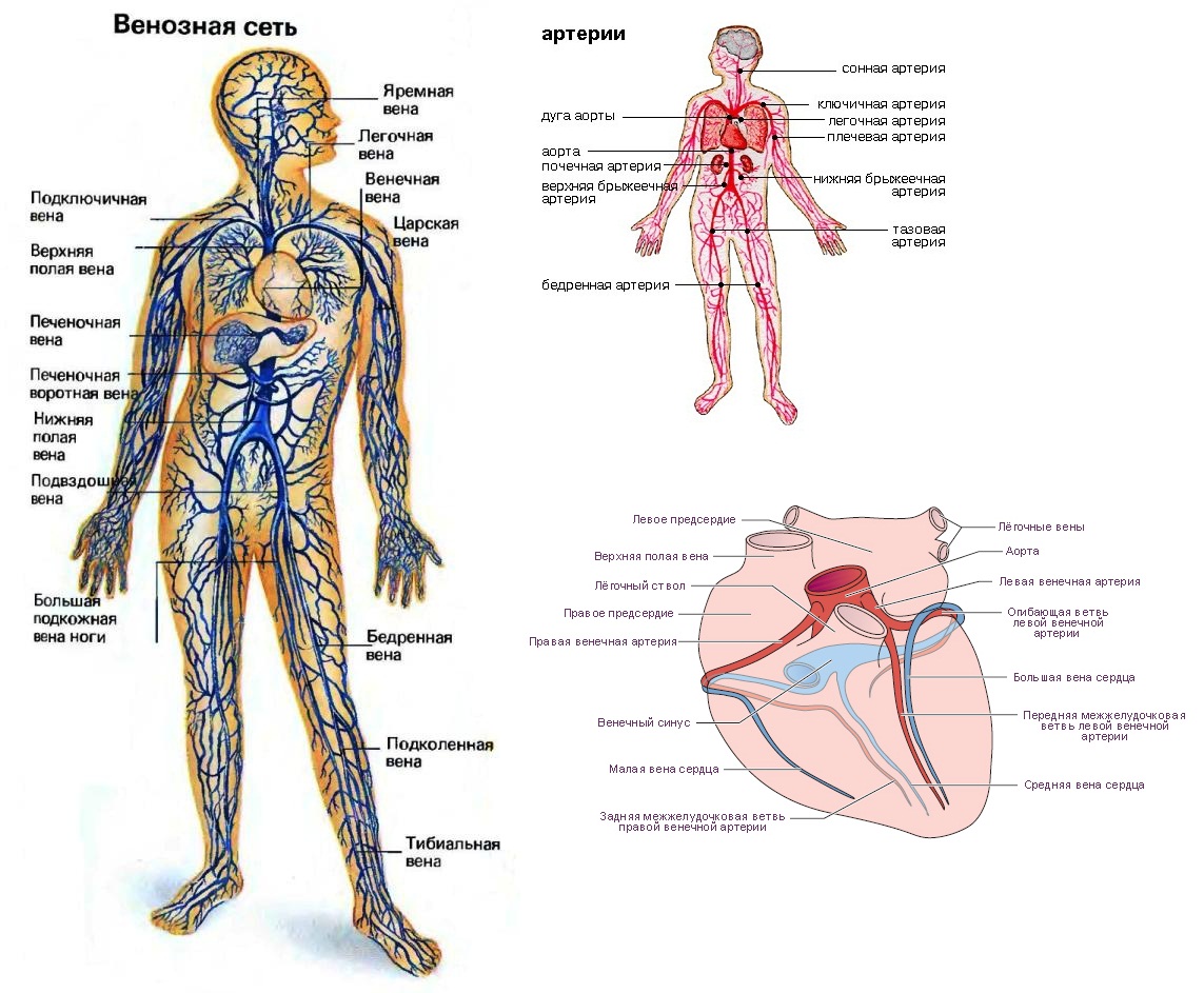 Самая большая вена у человека где находится. Венозная система анатомия схема. Сосудистая система человека анатомия вены и артерии схемы. Кровеносная система человека вены. Кровеносная система и вены человека схема.