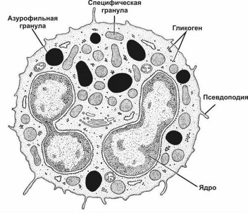 Строение нейтрофила