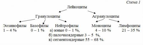 Виды лейкоцитов