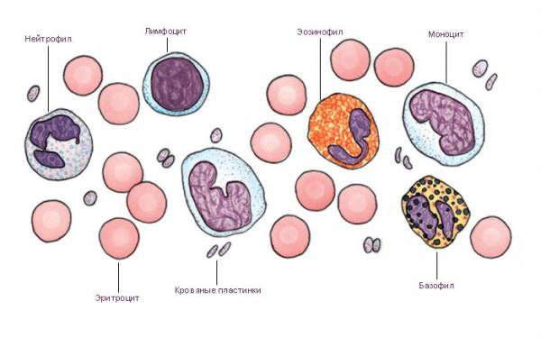 Клетки крови