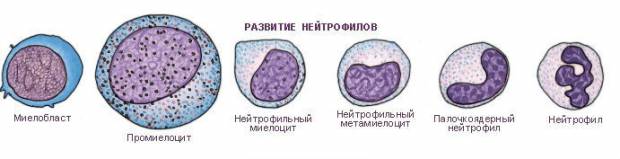 Развитие нейтрофилов