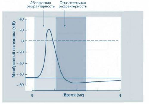 Фазы сердечного цикла