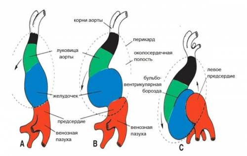 Развитие сердца у эмбриона
