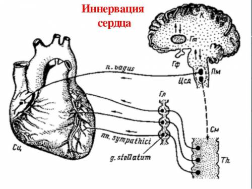 Иннервация сердца