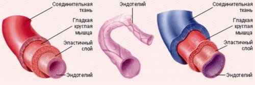 Типы кровеносных сосудов