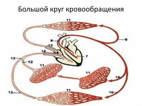 Большой круг кровообращения