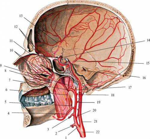 Сосуды головы