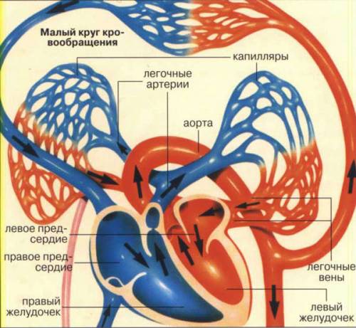 Сосуды малого круга кровообращения