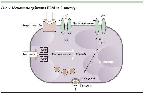 Механизм действия ПСМ на клетке