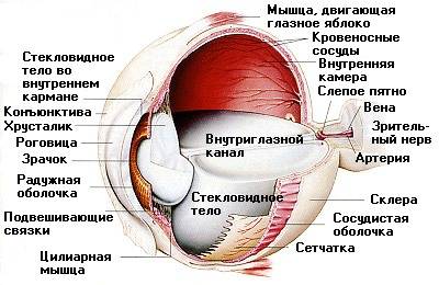 Строение глаза