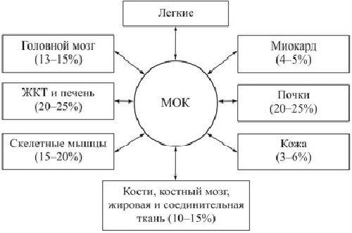 Минутный объем крови