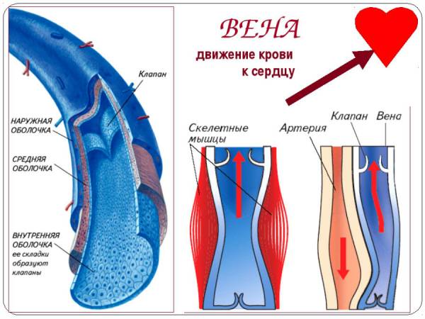 Вены