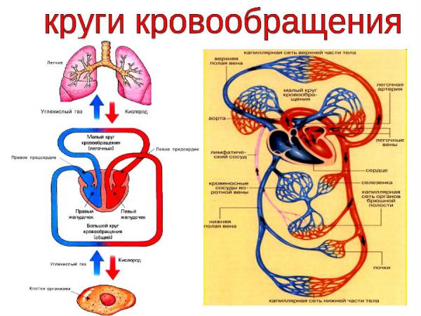 Схема малого и большого круга кровообращения