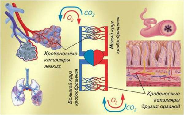 Газообмен в организме