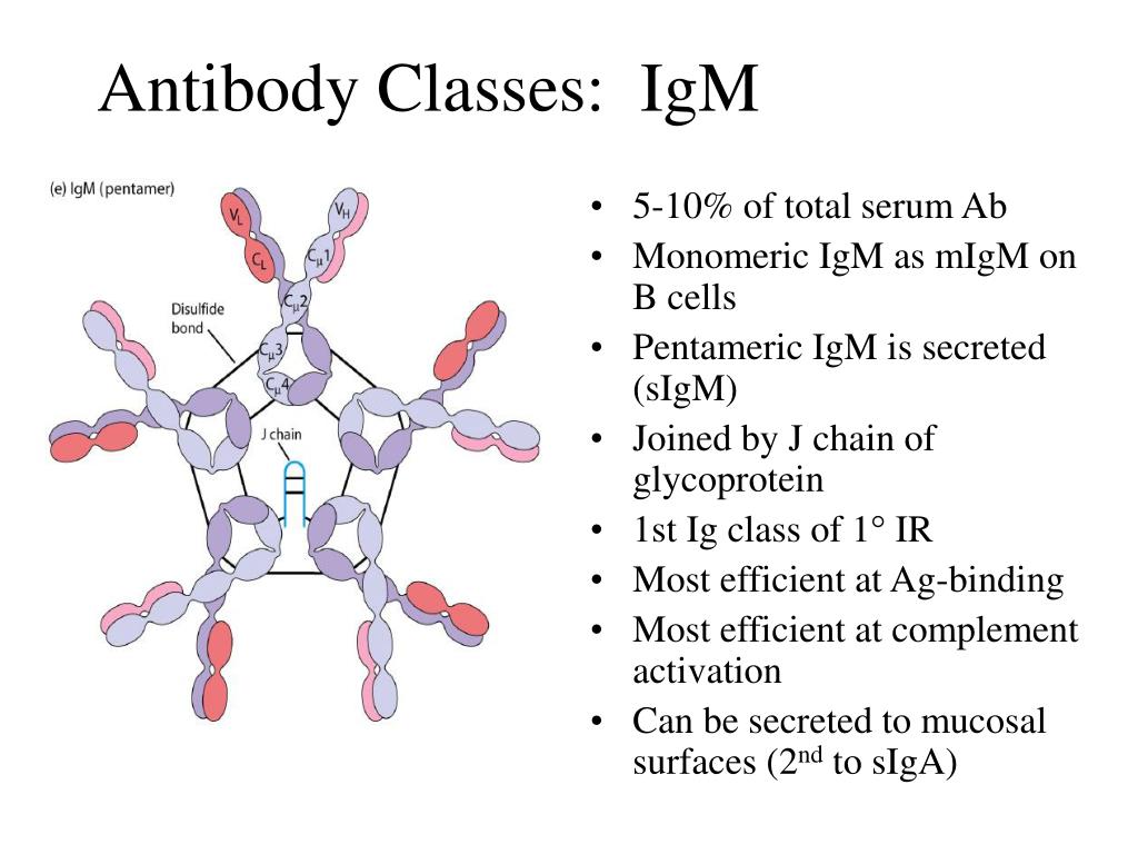 Candida igg. Антитела класса IGM. Антитела iga и IGG. Антитела класса m (IGM) IGG). Антитела IGG B IGM.