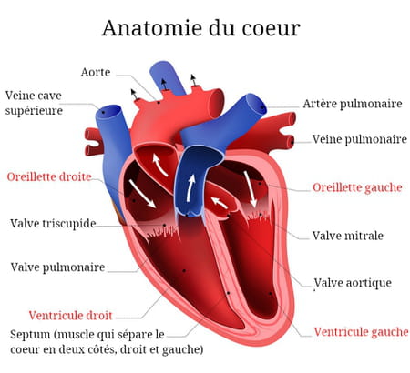 anatomie du coeur