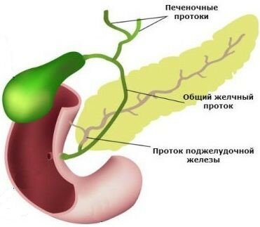 Лечение застоя желчи