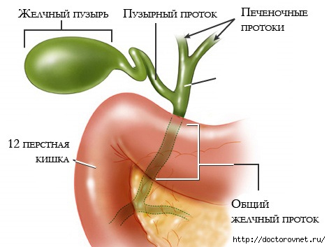 1391445481_zhelchnuyy (471x353, 73Kb)