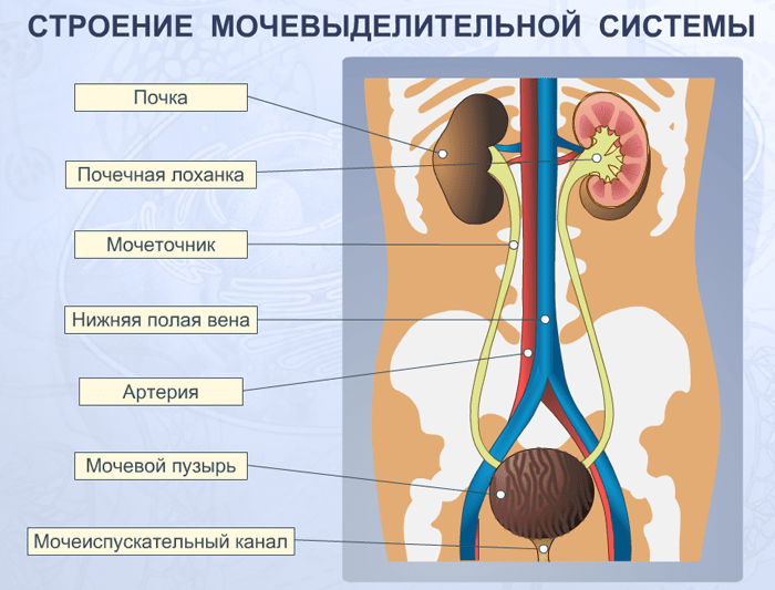 Stroenie-mochevyidelitelnoy-sistemyi