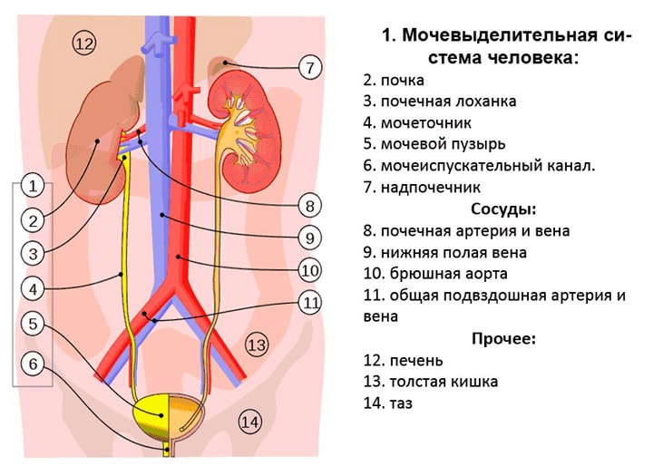 Vyidelitelnaya-sistema-cheloveka