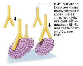 48984