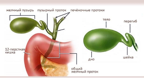 перегиб в области шейки желчного пузыря лечение