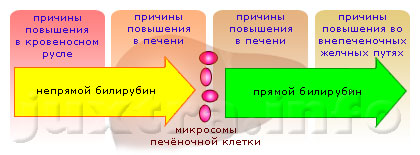 Схема 2. Все причины, по которых может быть билирубин повышенный, целесообразно делить на 4 группы