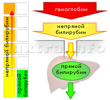 Схема 1. Повышенный непрямой билирубин. Причина — нарушения в системе крови. Непрямого билирубина так много, что даже здоровая печень неспособна его переработать в прямой и вывести из организма