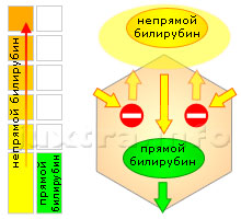 Схема 2. Повышенный непрямой билирубин. Причина — несостоятельность ферментных систем печёночных клеток