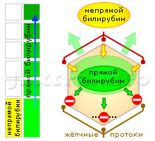 Схема 1. Повышенный прямой билирубин. Причина — заболевания печени, нарушающие жёлчеобразование, а также выведение жёлчи на различных уровнях жёлчевыводящей системы