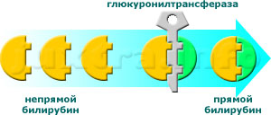 Превращение непрямого билирубина в прямой происходит в печёночных клетках на поверхности т. н. микросом при участии фермента глюкуронилтрансферазы