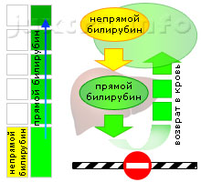 Схема 2. Повышенный прямой билирубин. Причина — сдавление внепеченочных желчных протоков