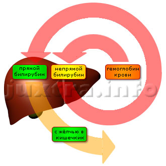 Схема 1. Обмен билирубина в организме. Билирубин проходит в организме длинный путь (на схеме он предельно упрощен), и причина расстройства его выведения может находиться на любом его участке — в кровеносной системе, в печеночных клетках, в жёлчевыводящих путях.