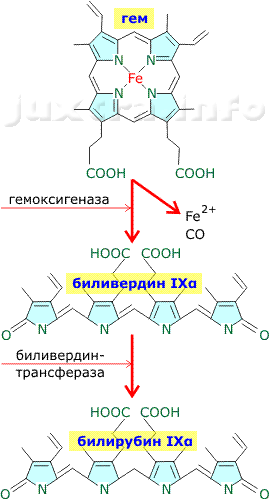 Гем - биливердин - билирубин