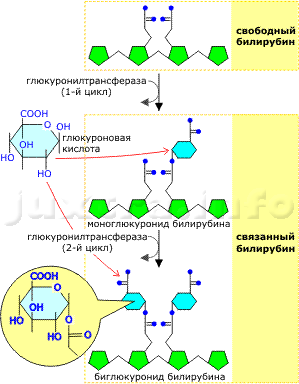трансформация свободного билирубина в связанный