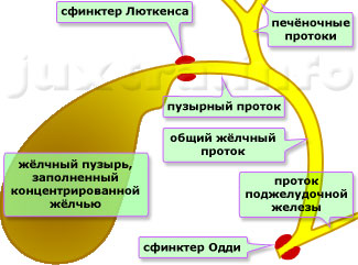 Строение жёлчевыводящей системы