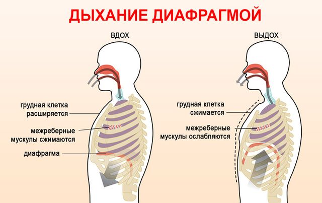 Дыхание диафрагмой