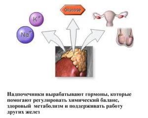 гормоны в надпочечниках