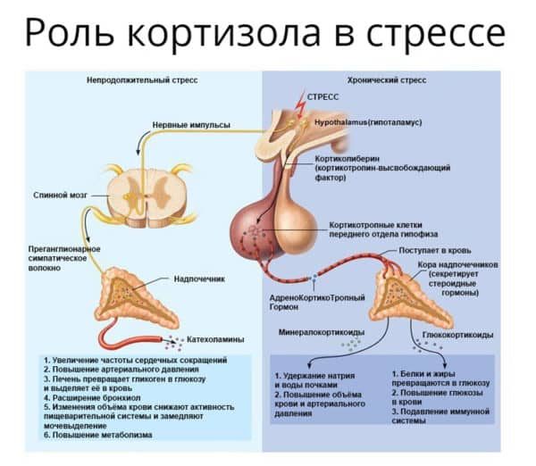 роль кортизола