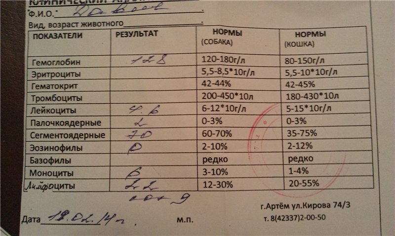 Завышены лейкоциты в моче. Лейкоциты в моче собаки. Лейкоциты в моче у собаки норма. Лейкоциты в моче повышены у собаки. Анализ мочи собаки.