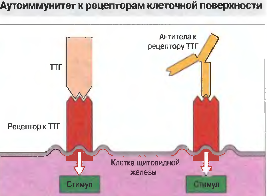 Антитела к рецепторам