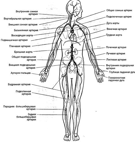 Артерии человека таблица