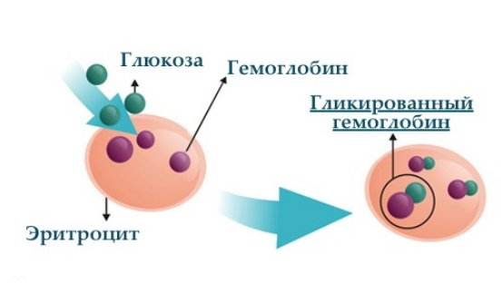 Гликозилированный гемоглобин норма, причины и опасность отклонений