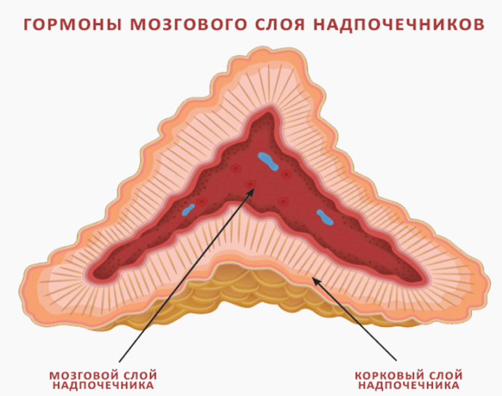 воспаление надпочечников симптомы