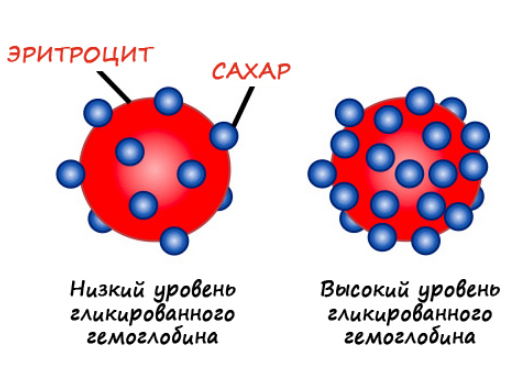 Гликозилированный гемоглобин норма, причины и опасность отклонений