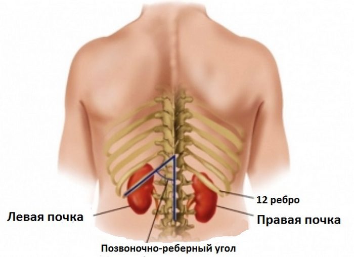 анатомия и физиология почек