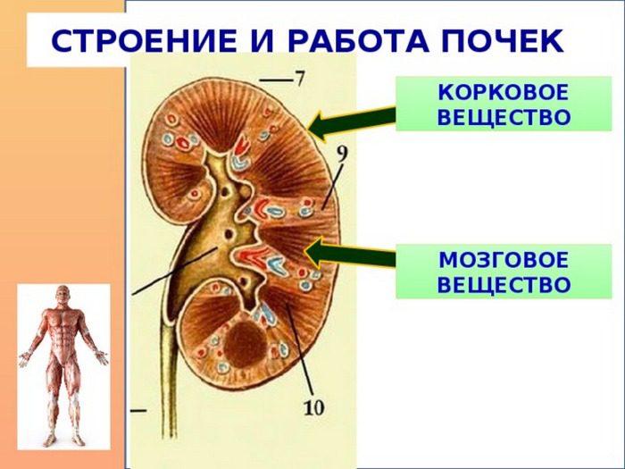 Работа почек биология. Корковое вещество почки (почечная. Корковое вещество почки анатомия. Корковое и мозговое вещество почки. Строение коркового вещества почки.