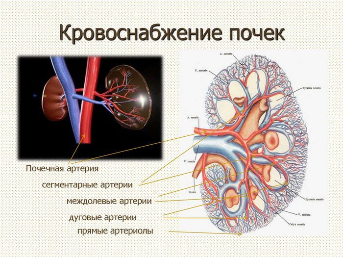 кровоснабжение почки