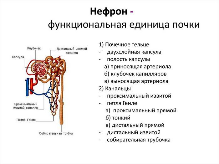 функции почки