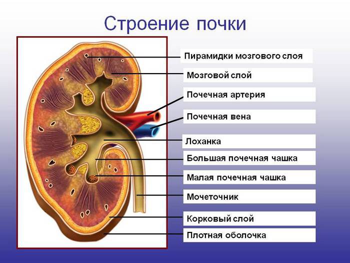 фиброзная капсула почки